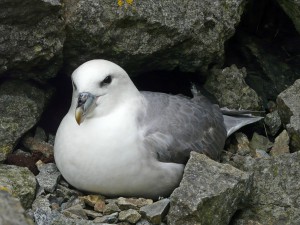 Picture of a Fulmar