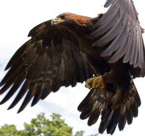 Picture of a Golden Eagle