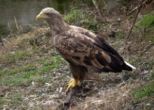 Picture of a Haliaeetus