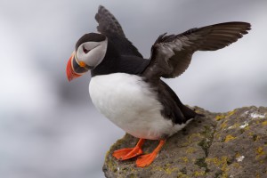 Picture of a Puffin
